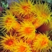 coral_cup_pej_ci_v_0067_cos0862.jpg